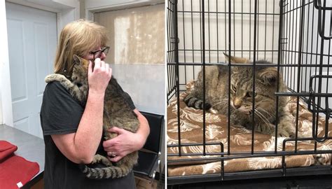 Florida cat reunited with family after 11 years
